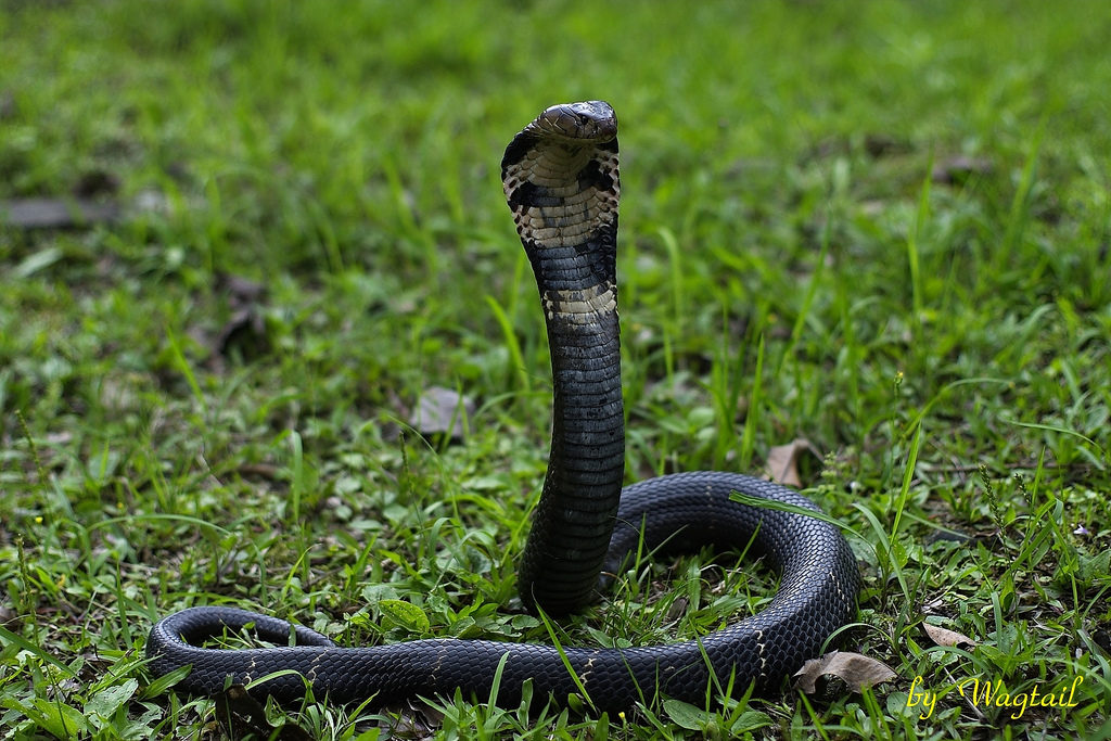 Get Rid of Snakes from Your Backyard in 48 Hours or It's FREE