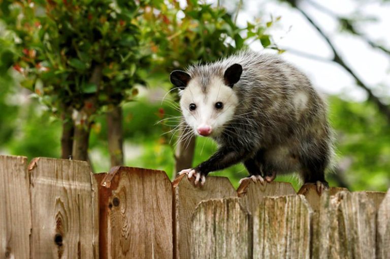 How to Get Rid of Possums In Your Yard & House in 48 Hours?