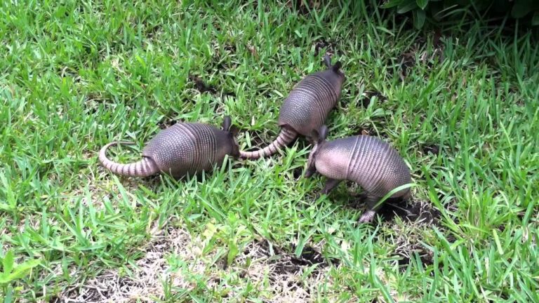 Get Rid Of Armadillos In 48 Hours Or It S Free   Maxresdefault 768x432 